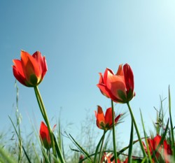 Tulips